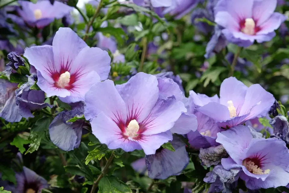 Ibišek syrský (Hibiscus syriacus) 