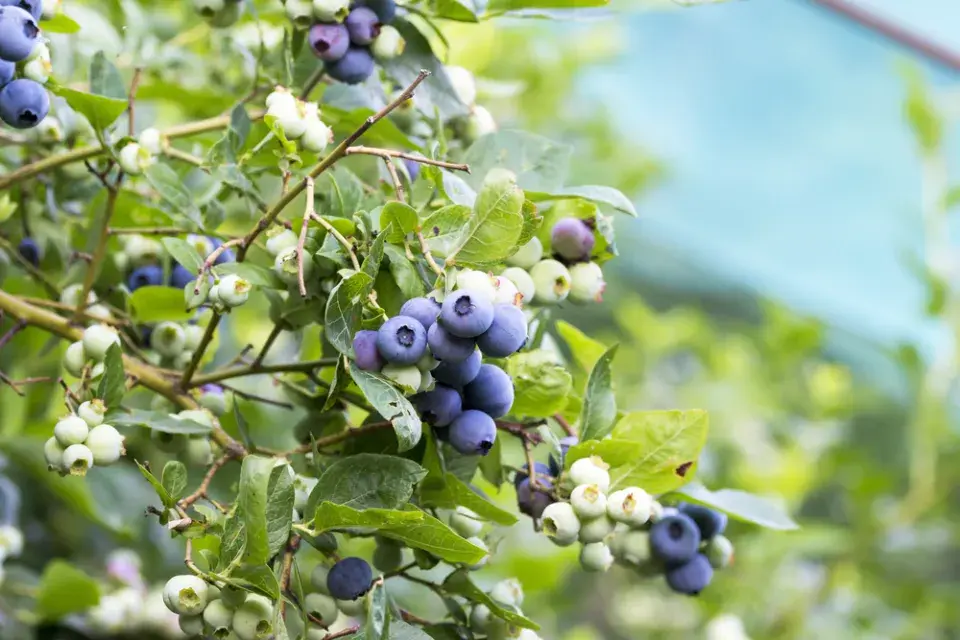 Borůvka chocholičnatá neboli zahradní borůvka (Vaccinium corymbosum)