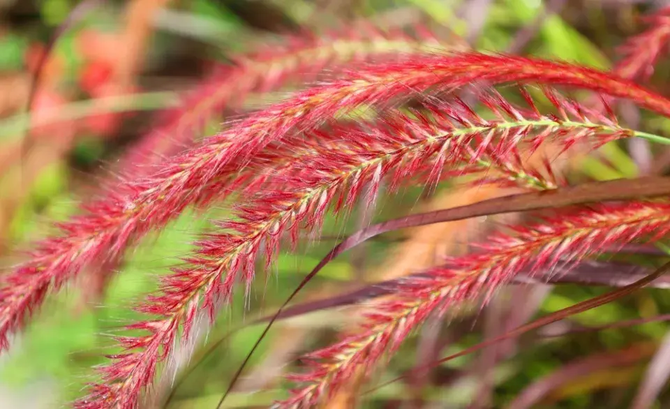 Dochan setý (Pennisetum setaceum)