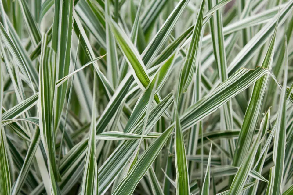 Chrastice rákosovitá (Phalaris arundinacea)
