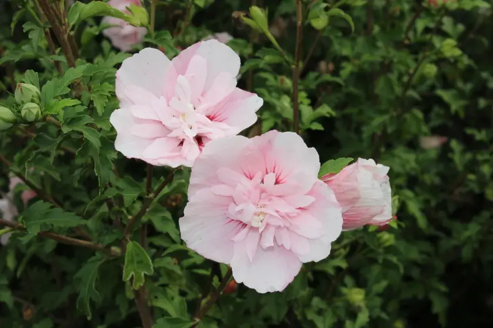 Ibišek syrský (Hibiscus syriacus) 