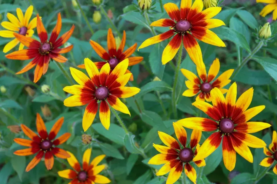 Třapatka srstnatá (Rudbeckia hirta)