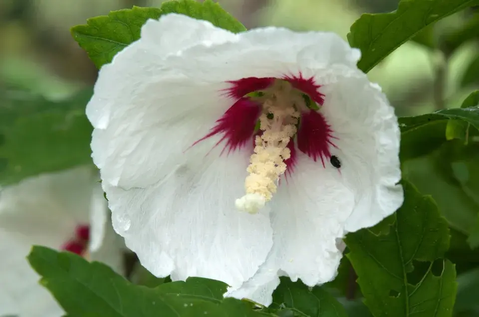Ibišek syrský (Hibiscus syriacus) 