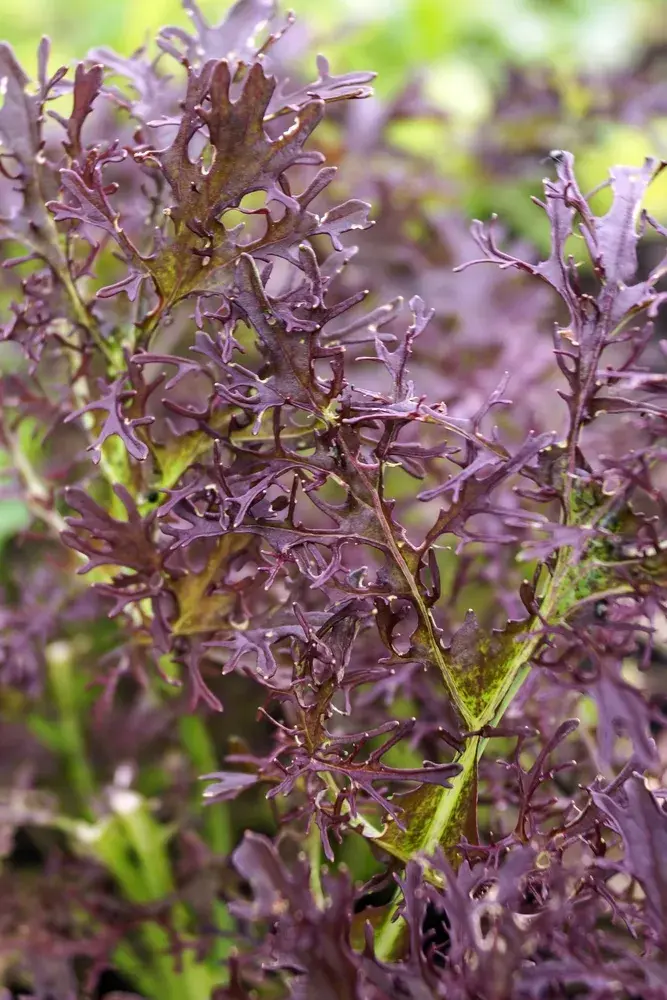 Hořčice červená (Brassica juncea)