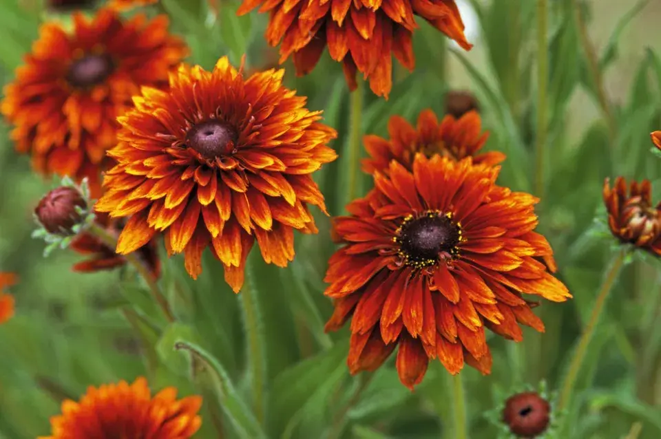 Třapatka srstnatá (Rudbeckia hirta)