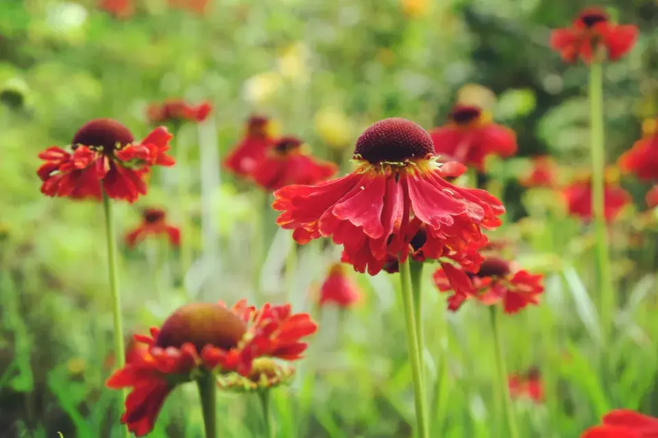 Záplevák (Helenium) 