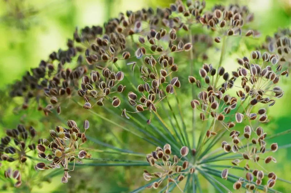 Kopr vonný (Anethum graveolens)