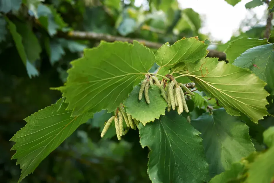 Turecká líska (Corylus colurna)