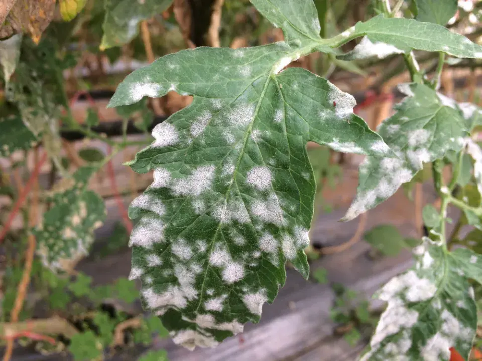 Závlaha plodové zeleniny