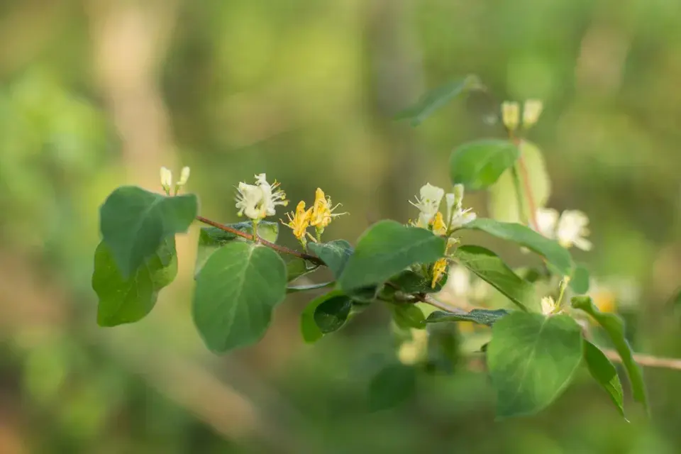 Rostliny přírodní zahrady