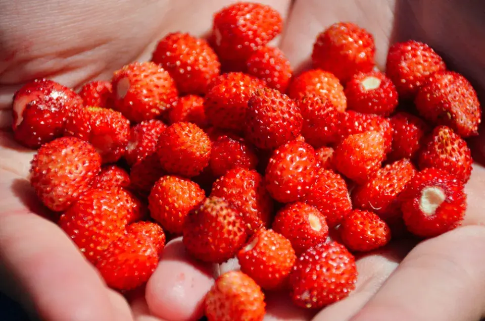 Měsíční jahody (Fragaria vesca var. semperflorens) 