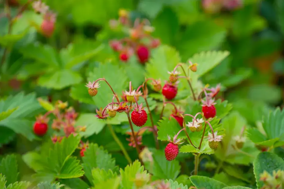 Měsíční jahody (Fragaria vesca var. semperflorens) 