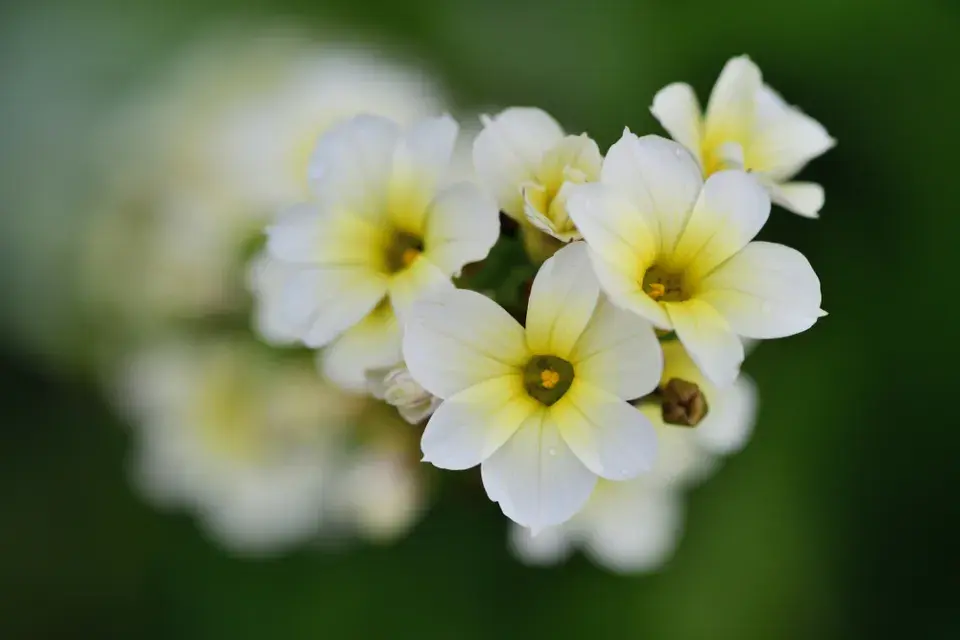 Badil žíhaný zblízka