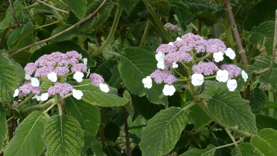 Hortenzie Sargentova (Hydrangea aspera ssp. sargentiana) 