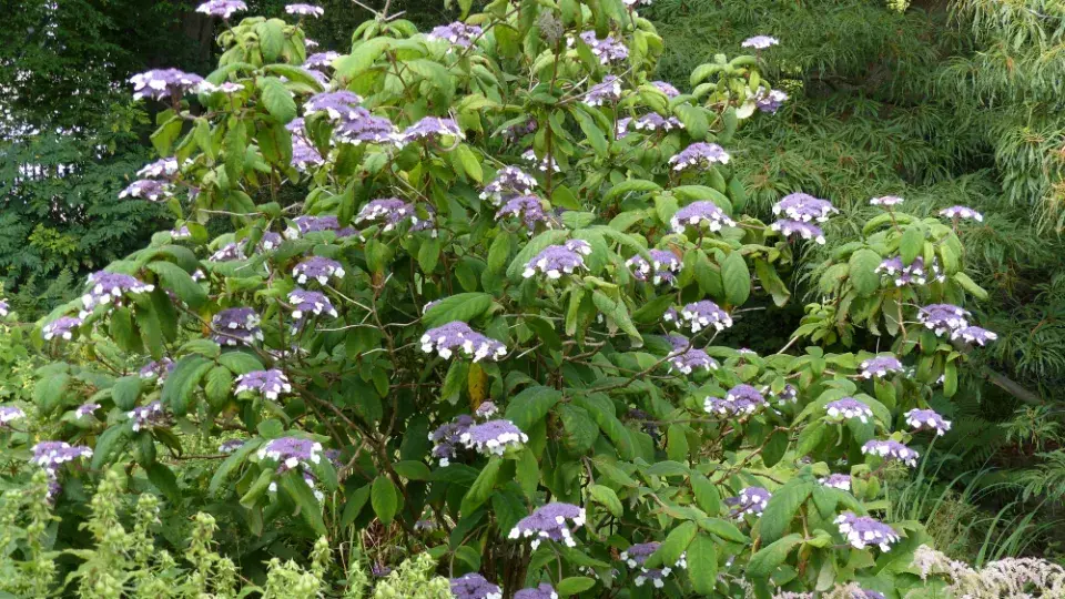 Hortenzie Sargentova (Hydrangea aspera ssp. sargentiana) 