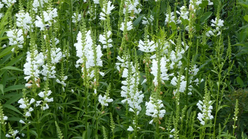 Včelník je krásný i bíle kvetoucí