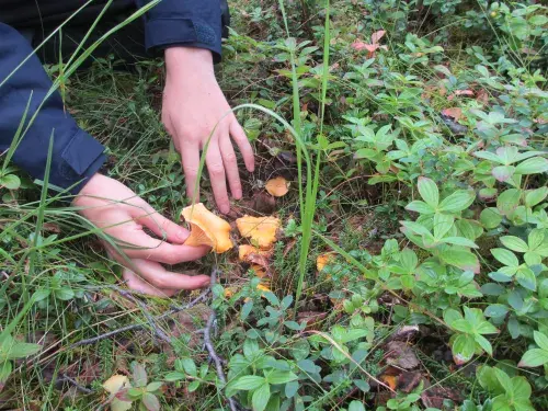 Houby v okrasné zahradě