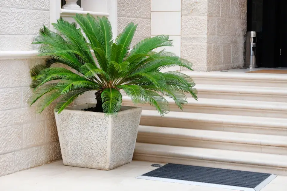 Palmy v nádobových rostlinách
