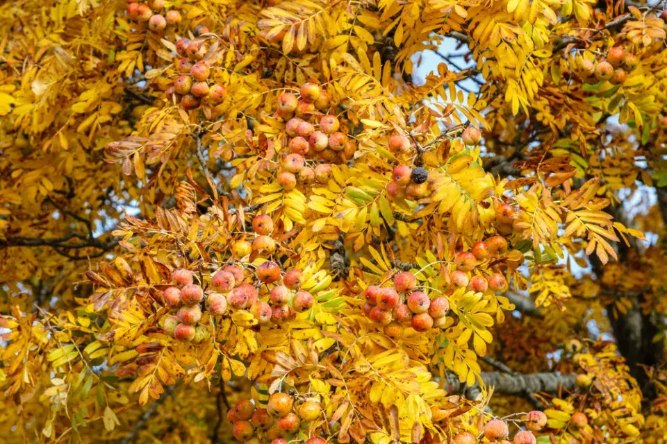 Jeřáb oskeruše (Sorbus domestica) 