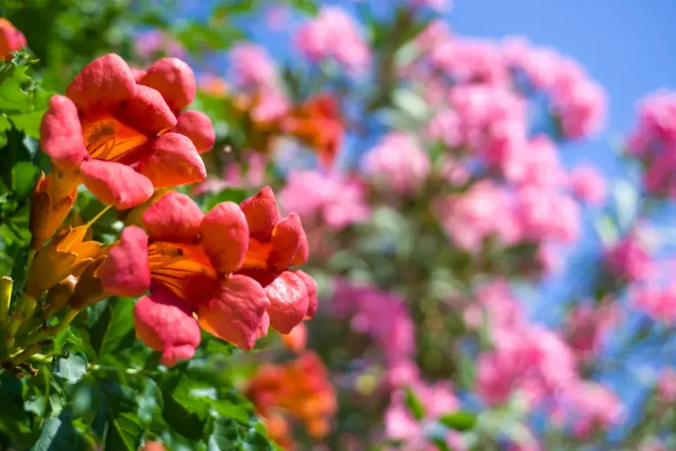 Trubač velkokvětý