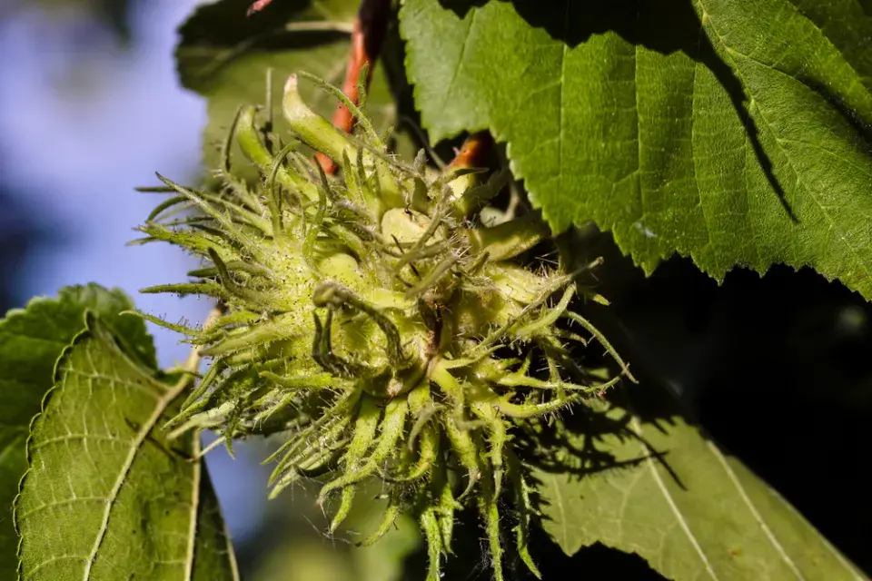 Turecká líska (Corylus colurna)