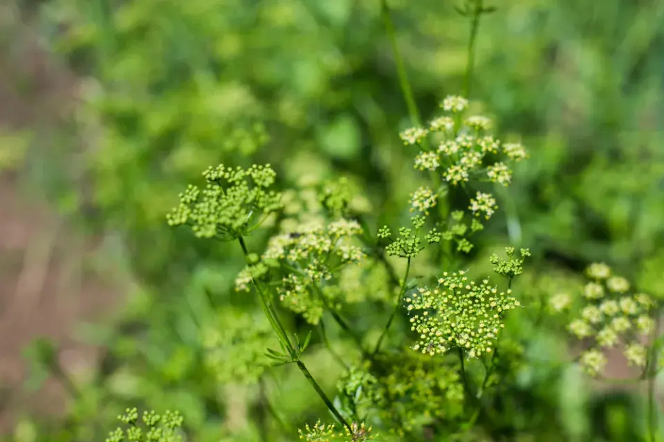 Petržel zahradní naťová (Petroselinum crispum) 