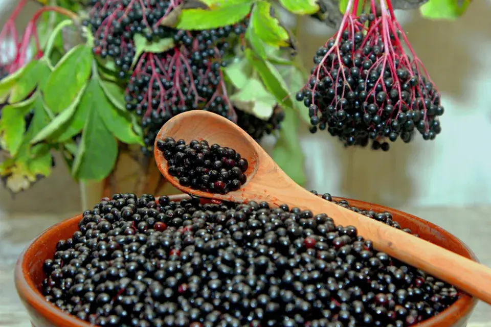 Černý bez (Sambucus nigra) 