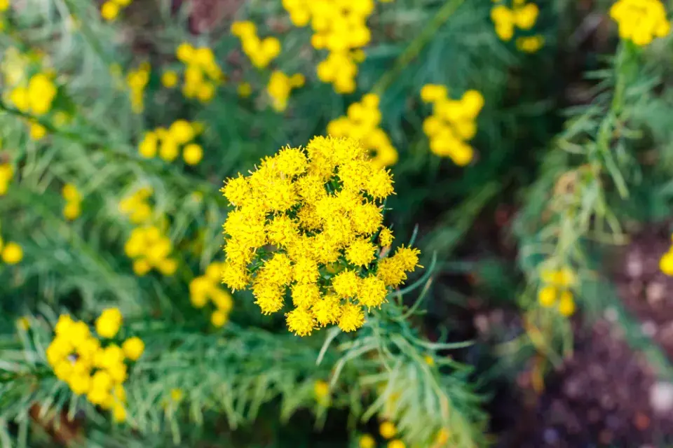 Hvězdnice zlatovlásek (Aster galatella linosyris) 