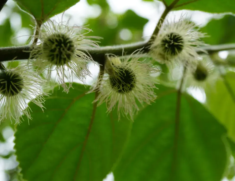 Papírovník čínský (Broussonetia papyrifera)