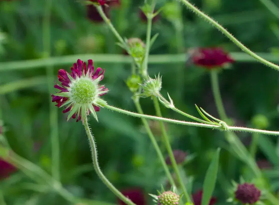 Chrastavec makedonský (Knautia macedonica)