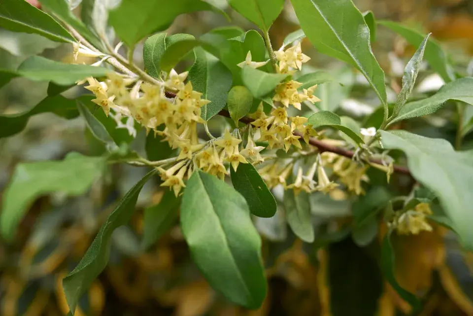 Hlošina okoličnatá