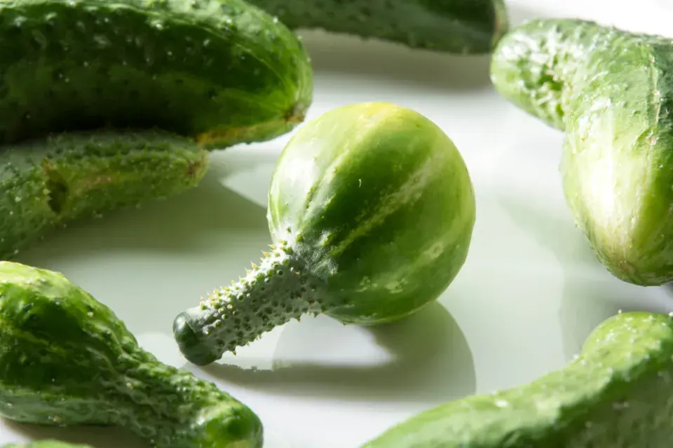 Tvar okurky a zalévání 