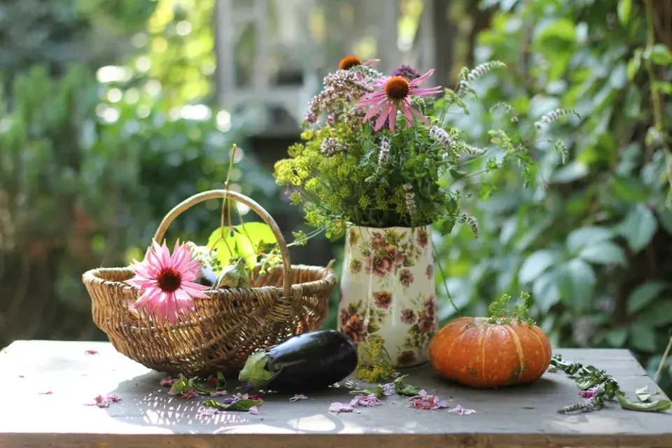 Kopr vonný (Anethum graveolens)