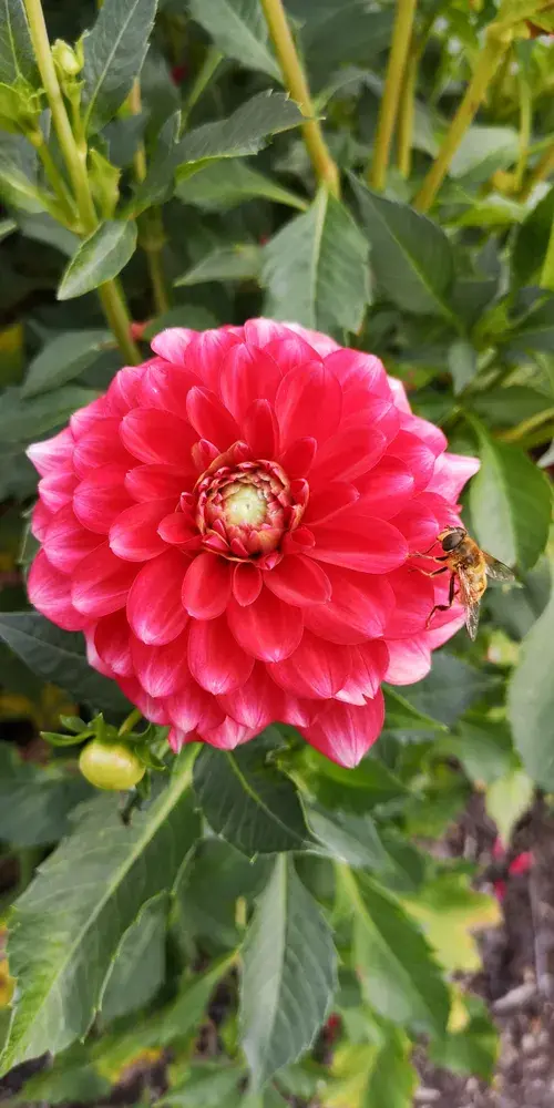 Jiřiny, slunečnice a floxy