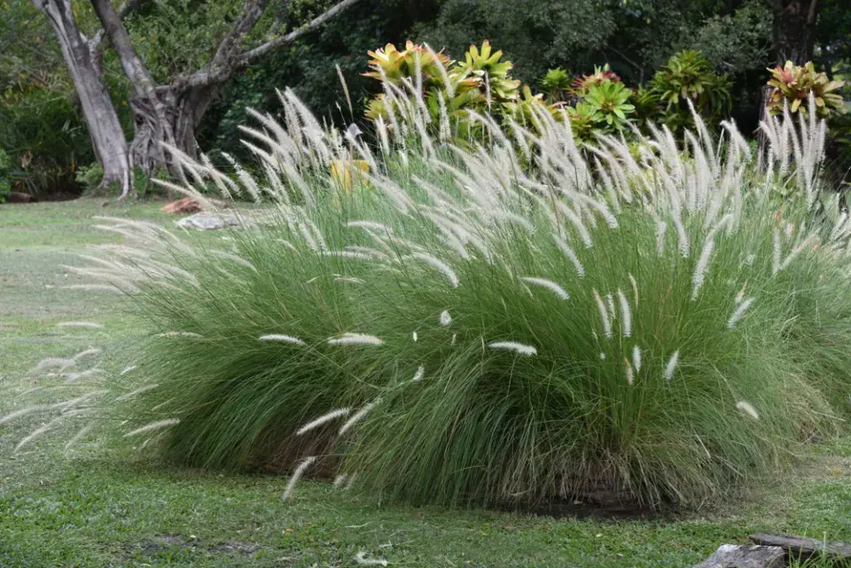 Dochan setý (Pennisetum setaceum)