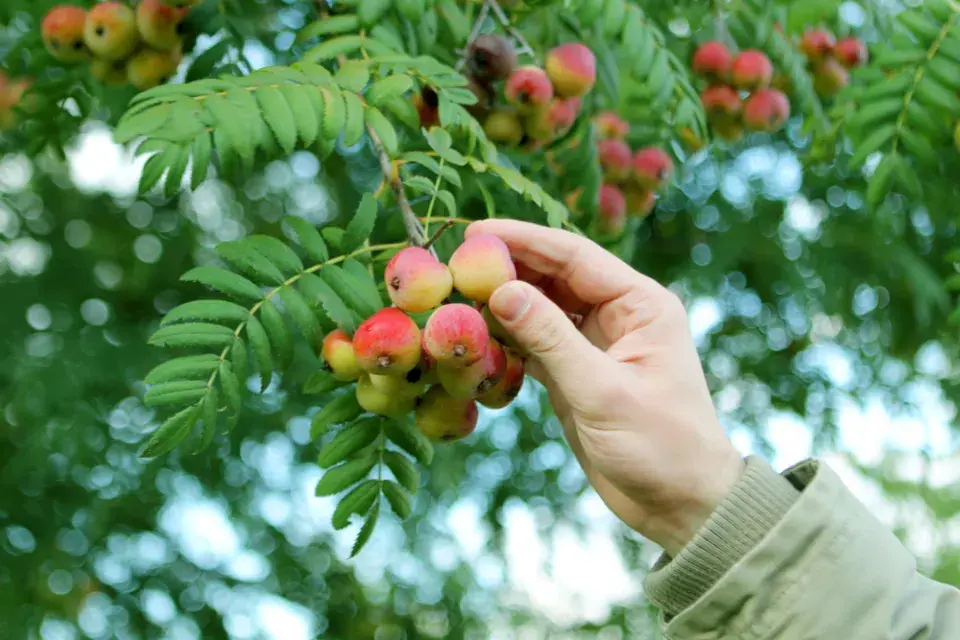 Jeřáb oskeruše (Sorbus domestica) 