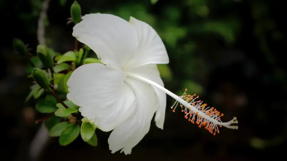 Pokojové a venkovní ibišky