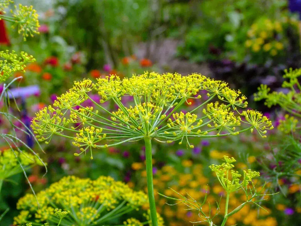 Kopr vonný (Anethum graveolens)