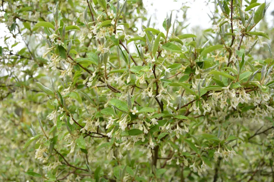 Hlošina okoličnatá