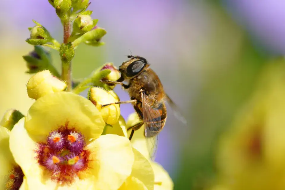 Divizna černá (Verbascum nigrum)