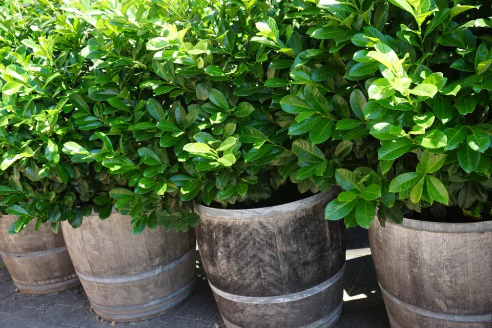 Stálezelené keře v nádobách