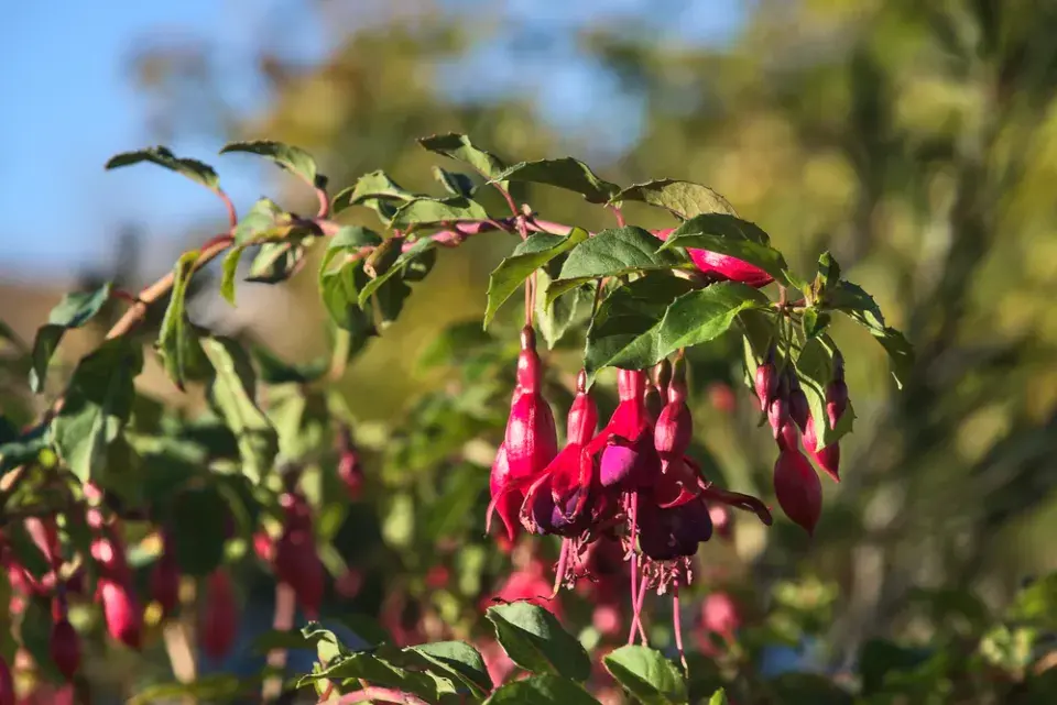 Fuchsie magelánská neboli fuchsie chilská (Fuchsia magellanica)