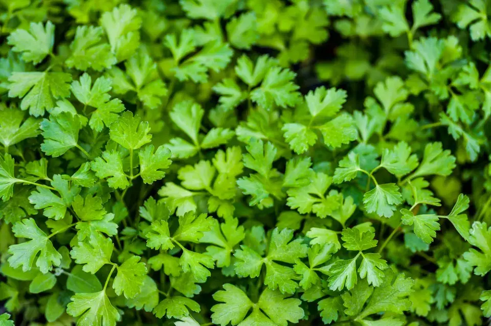 Petržel zahradní naťová (Petroselinum crispum) 