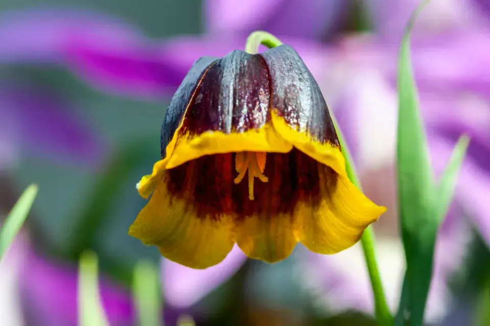 Řebčík Michajlovského (Fritillaria michailovskyi)