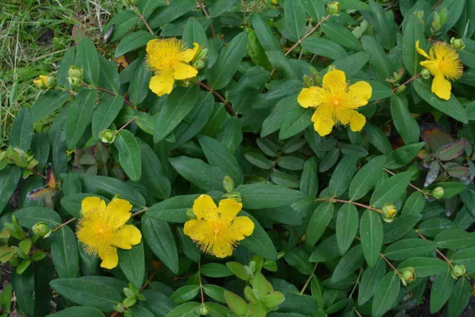 Třezalka kalíškatá (Hypericum calycinum)