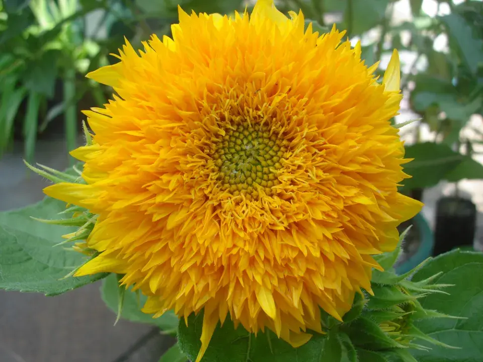 Jiřiny, slunečnice a floxy