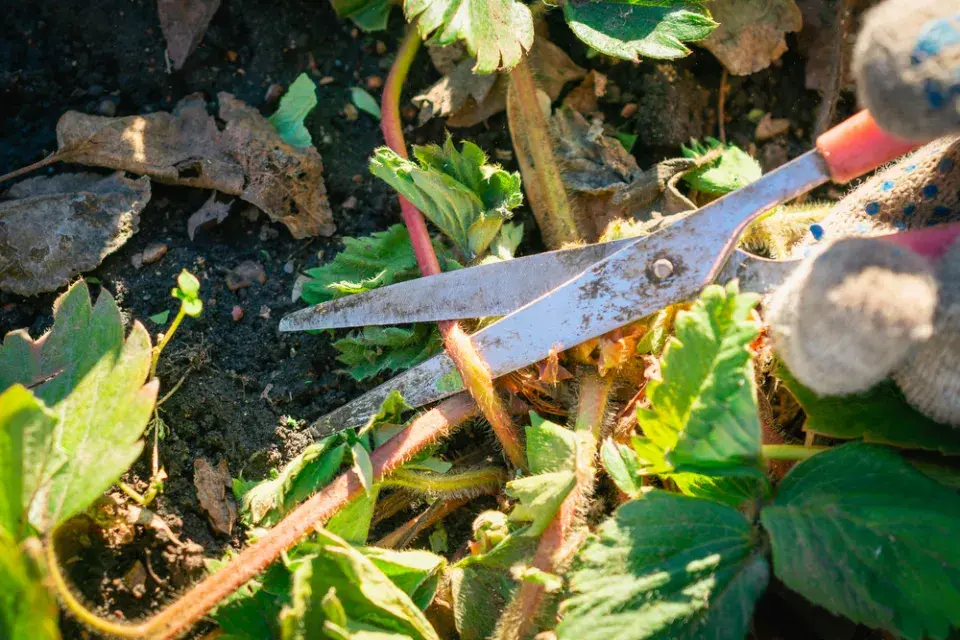 ostříhejte jahodníkům listy