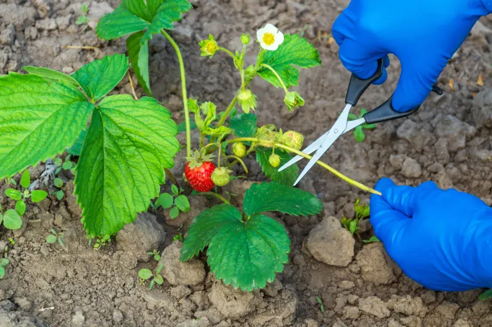 Jahody - odstřihávání šlahounů