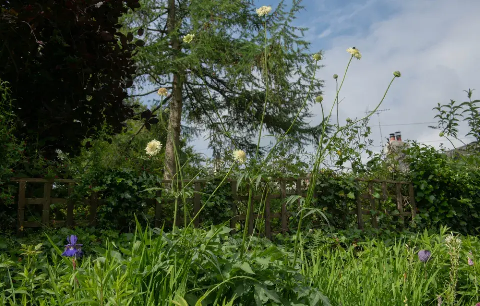 Hlavatka obrovská (Cephalaria gigantea)
