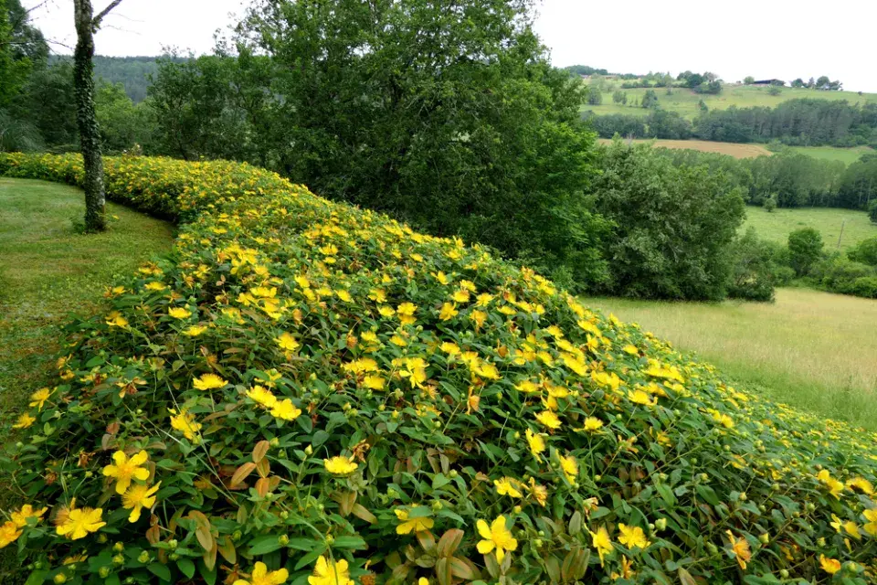 Třezalka kalíškatá (Hypericum calycinum)